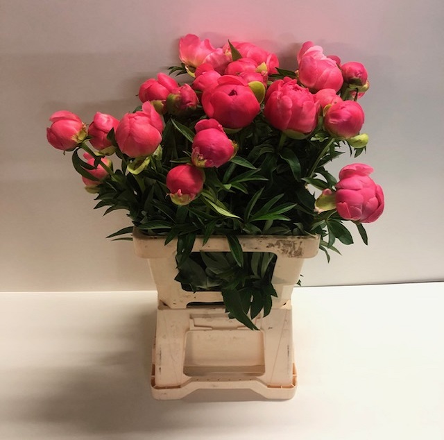 Paeonia coral sunset.jpg